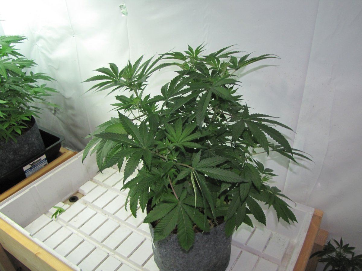 Wolverine kush   3 phenos 5