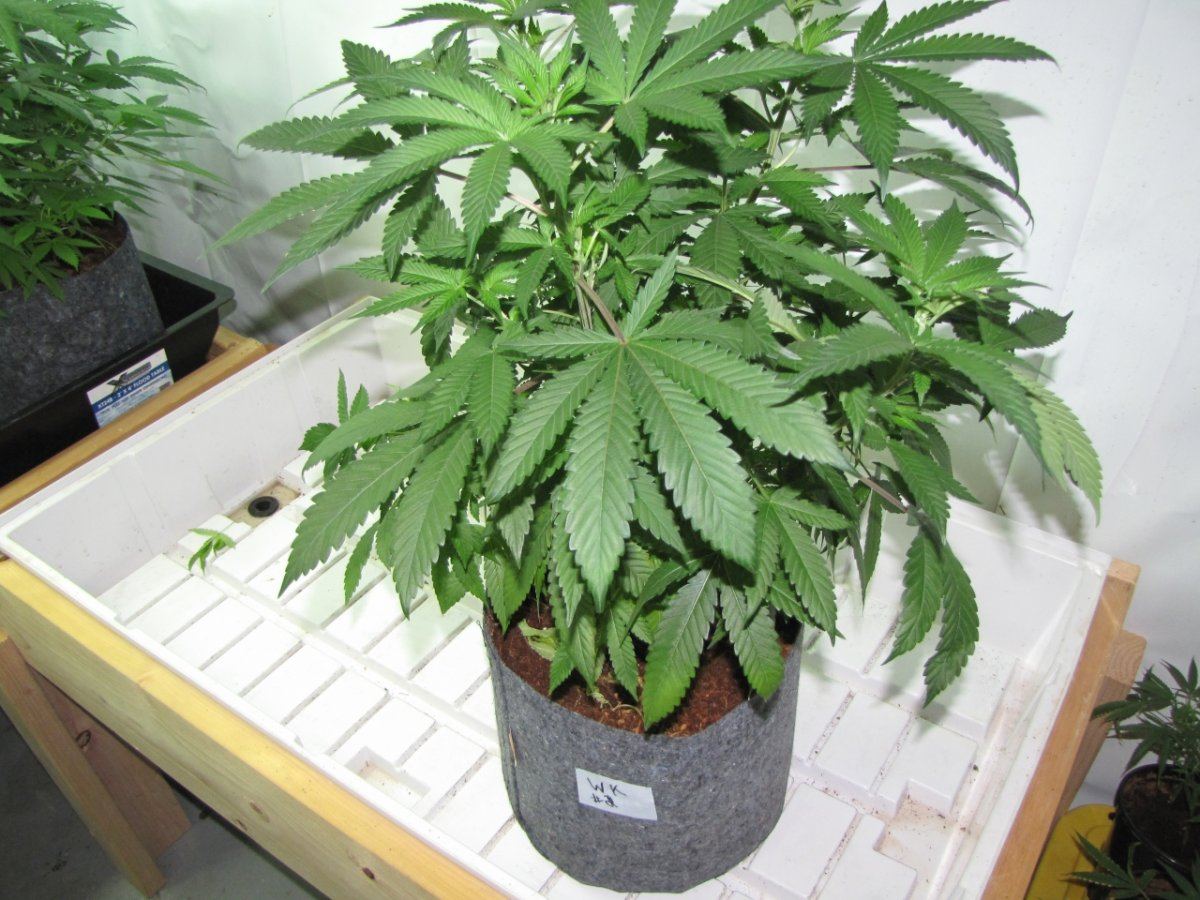 Wolverine kush   3 phenos 6