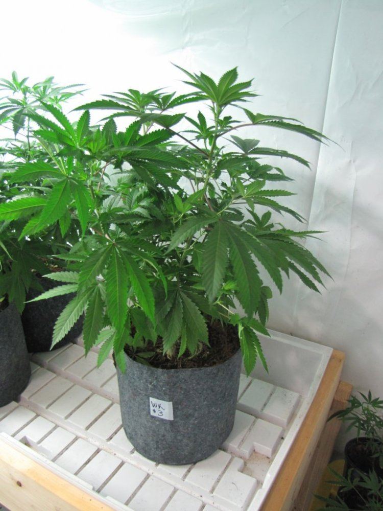 Wolverine kush   3 phenos 7