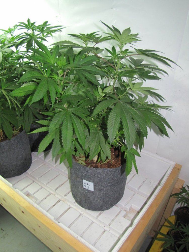 Wolverine kush   3 phenos 8