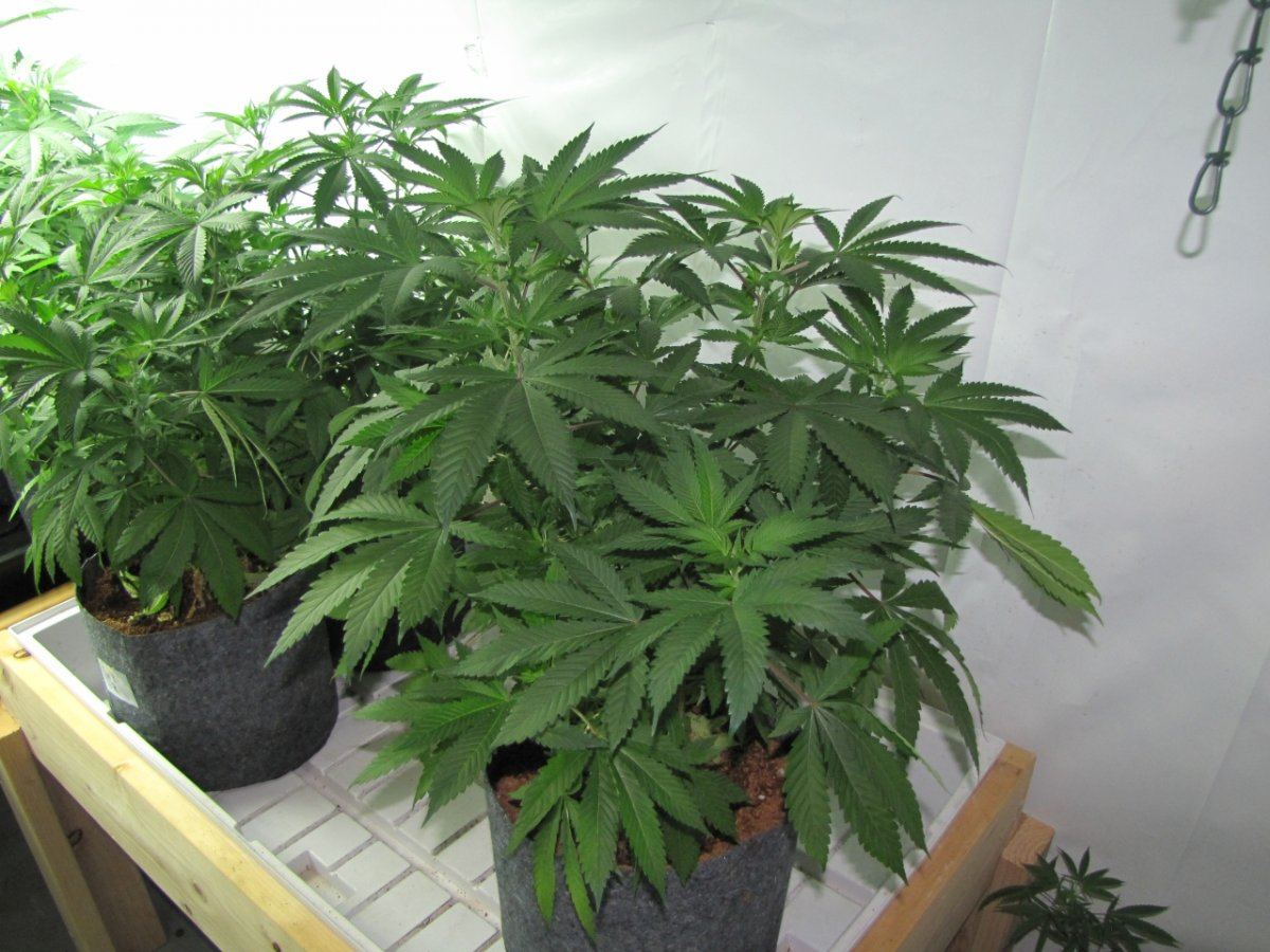 Wolverine kush   3 phenos 9