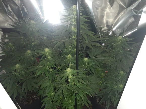 Wondering how plants are looking first time grow week 3 and a half flowering 2