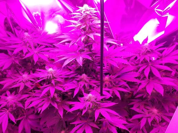 Wondering how plants are looking first time grow week 3 and a half flowering 3