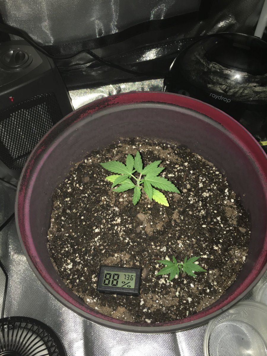 Wondering if something is wrong with my plant