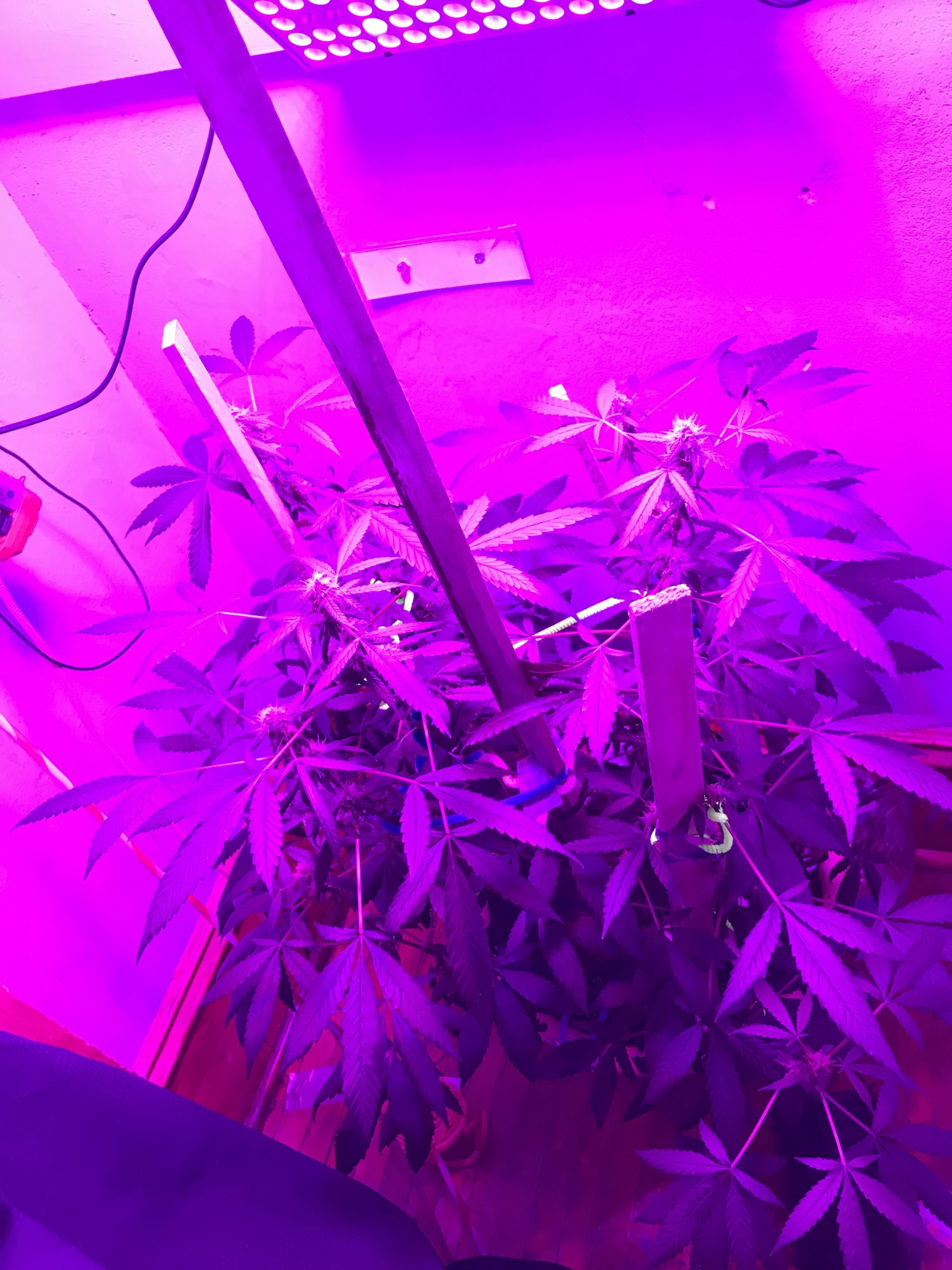 Wondering what yall think first grow not expecting maximum yields but still curious to see wh
