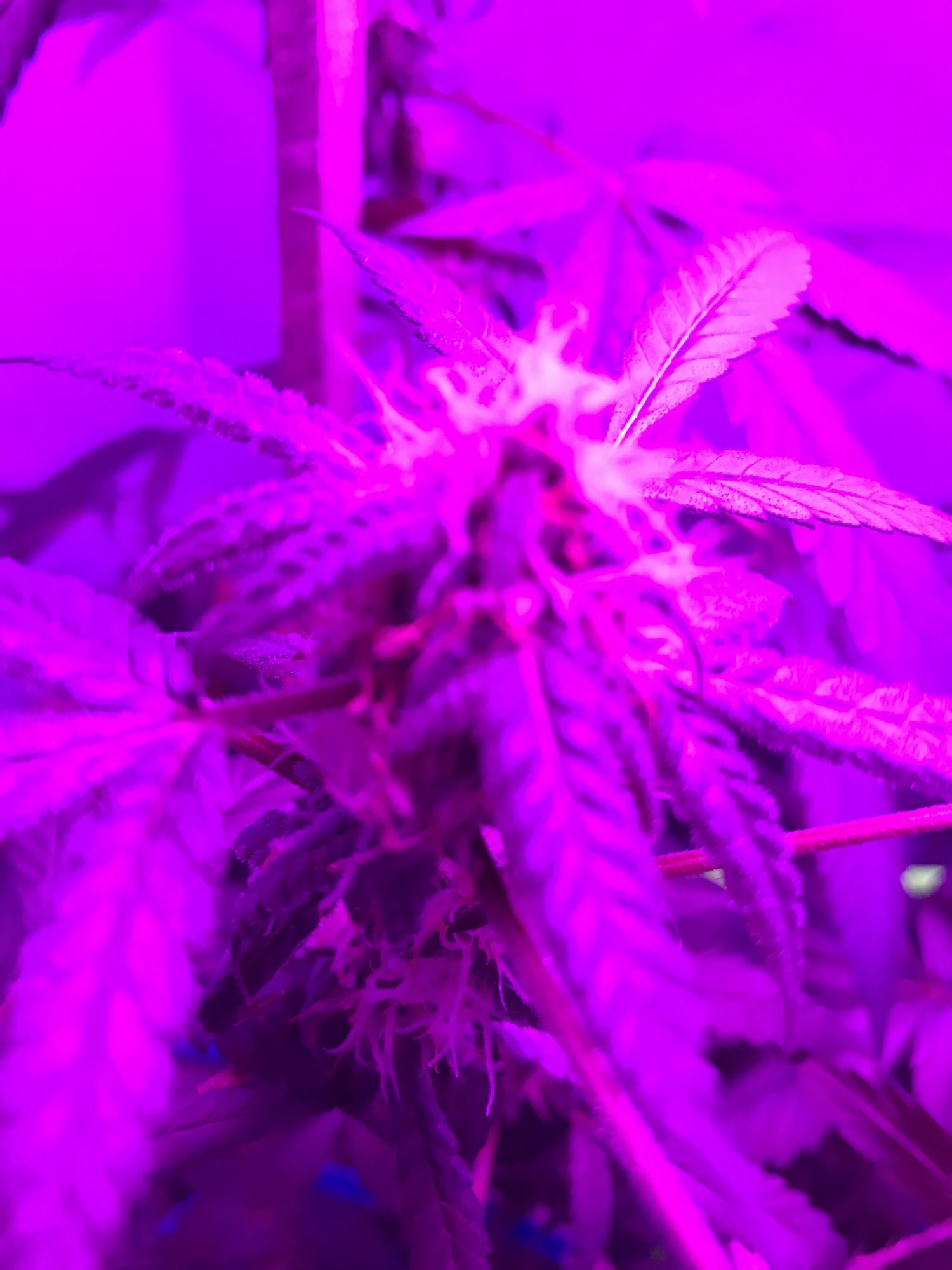 Wondering what yall think first grow not expecting maximum yields but still curious to see wh
