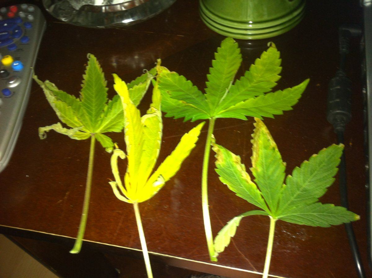Wondering whats wrong with my plants