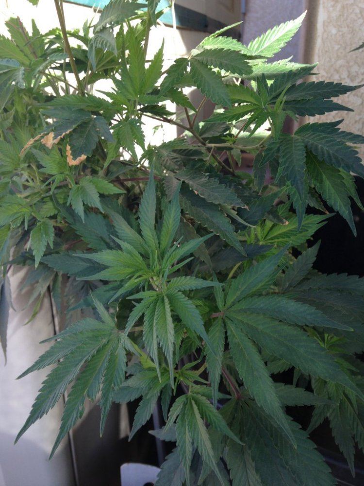 Woody OG
