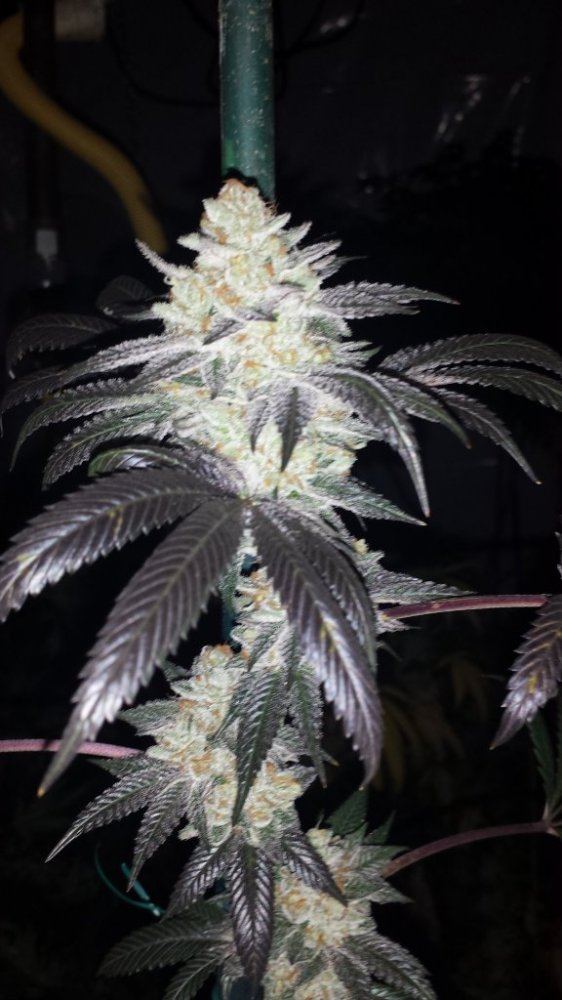 Wookie 1 og