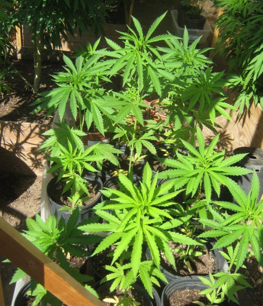 Wookies710