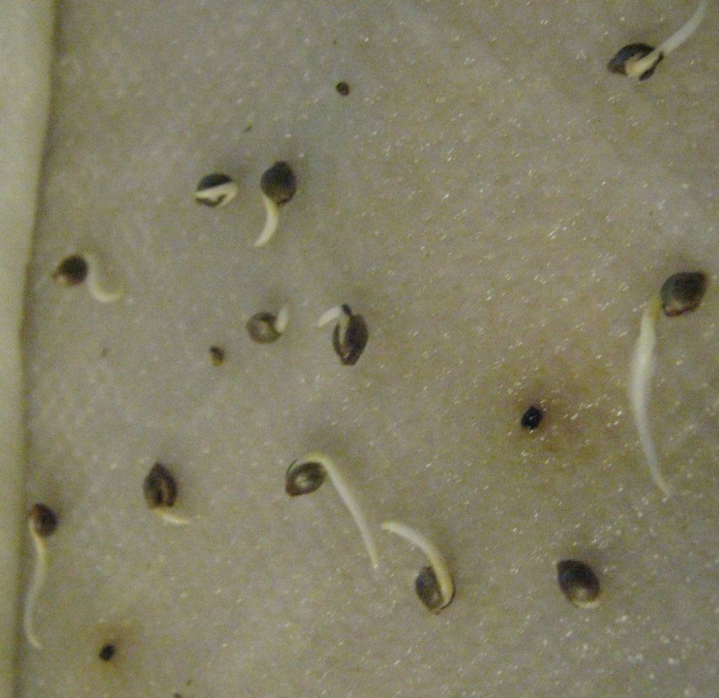 Wookieseedlings1118