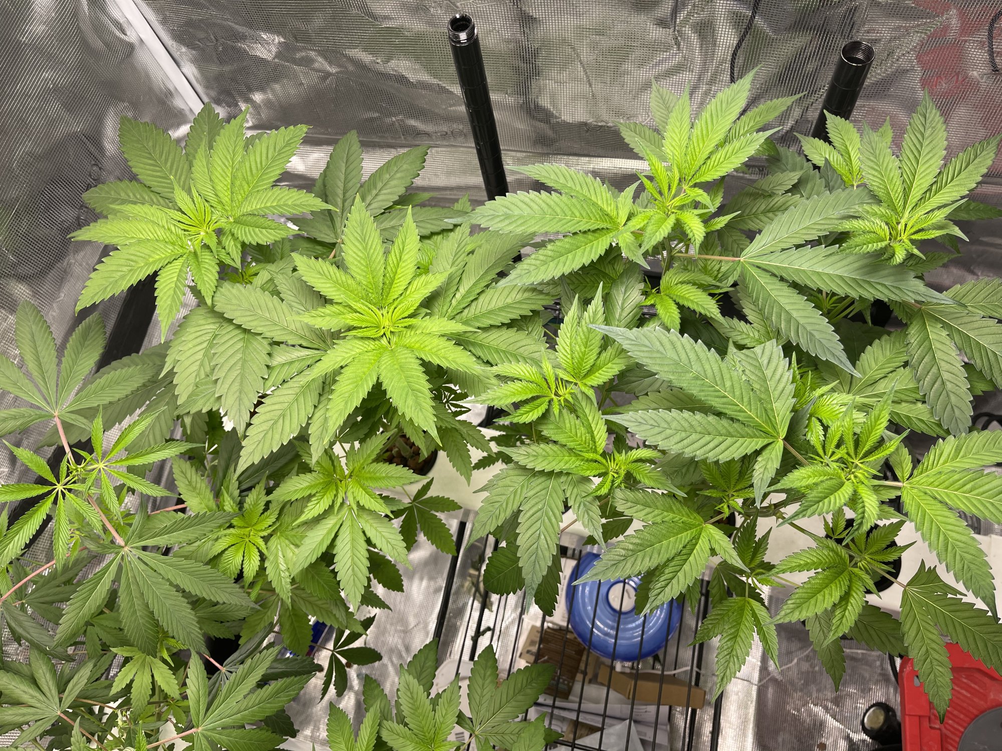 Working on my second grow 6