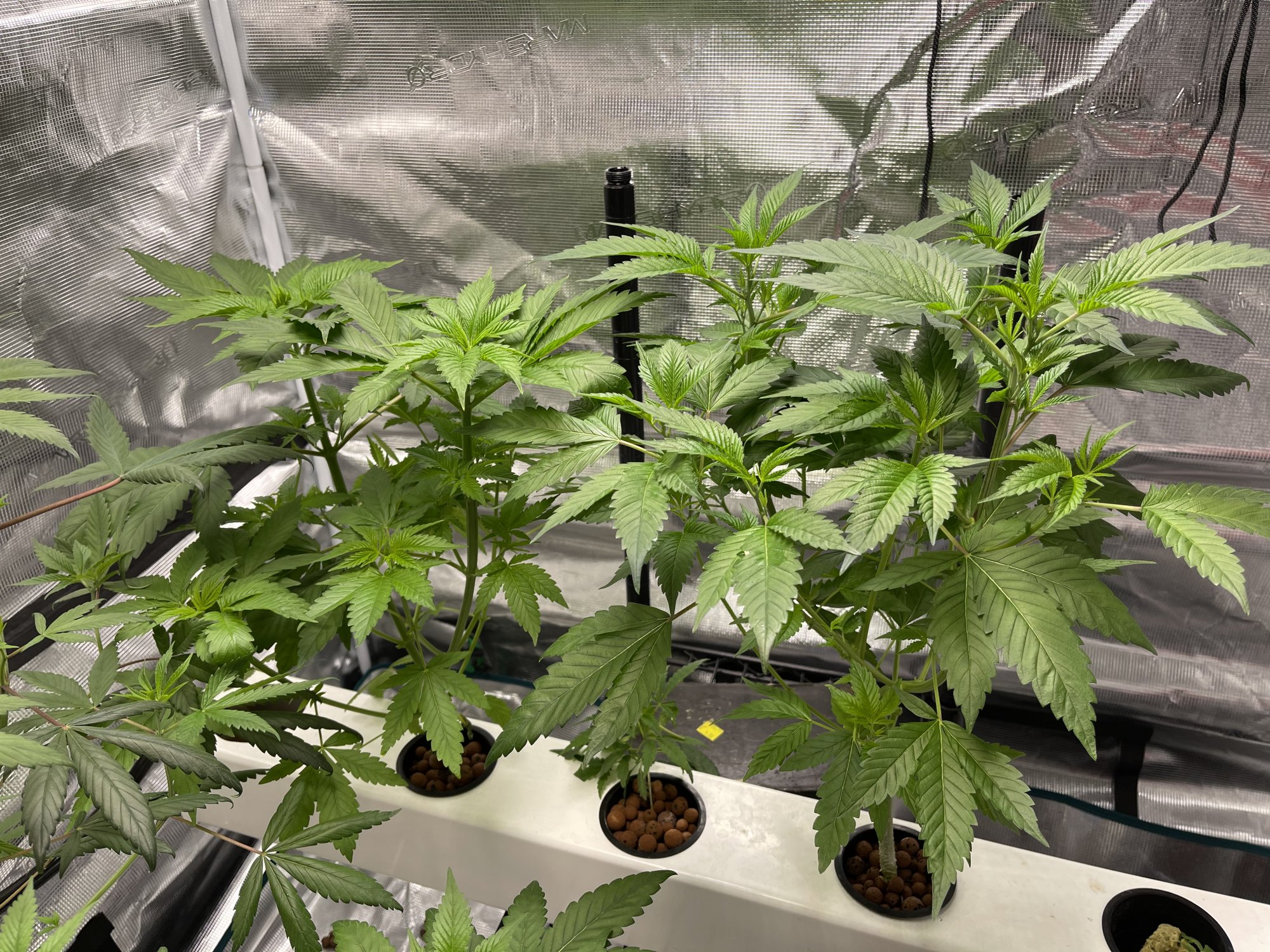 Working on my second grow 8