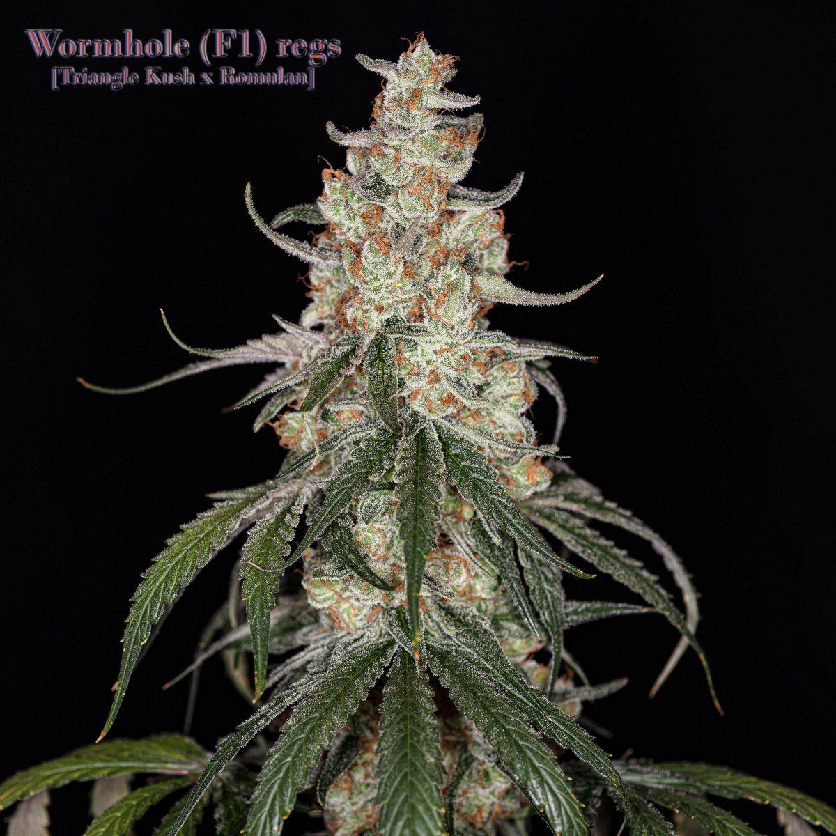 Wormhole 2807 copy