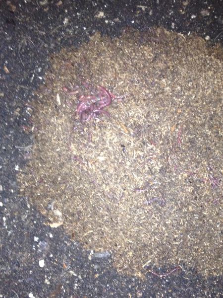 Worms
