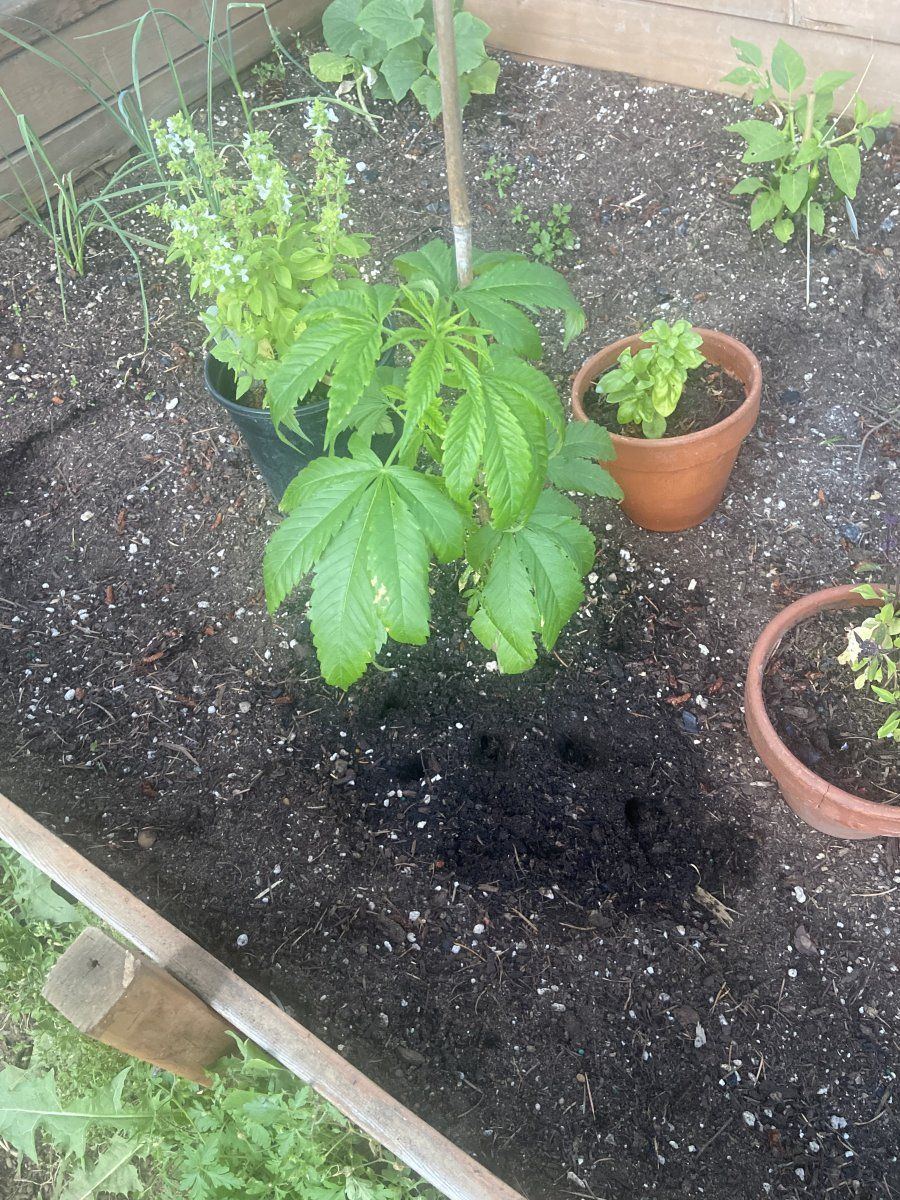 Worries i destroyed plant with transplant 2