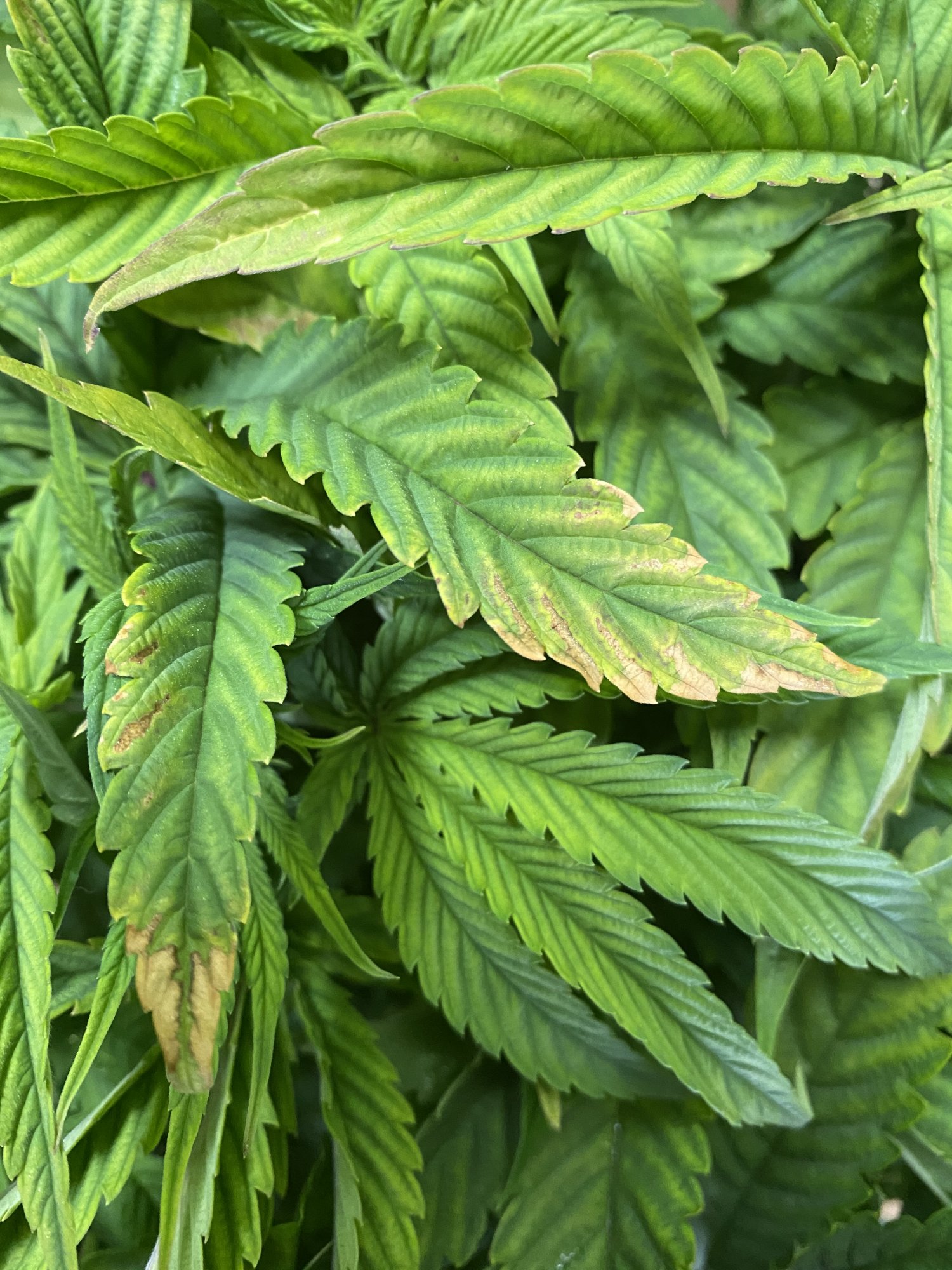 Would be so grateful for any advice first time growing and plants look a little sickly 3