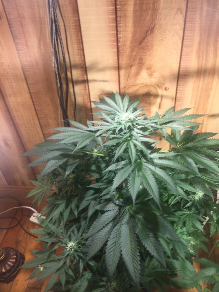Would like to know how my best plant is doing 2