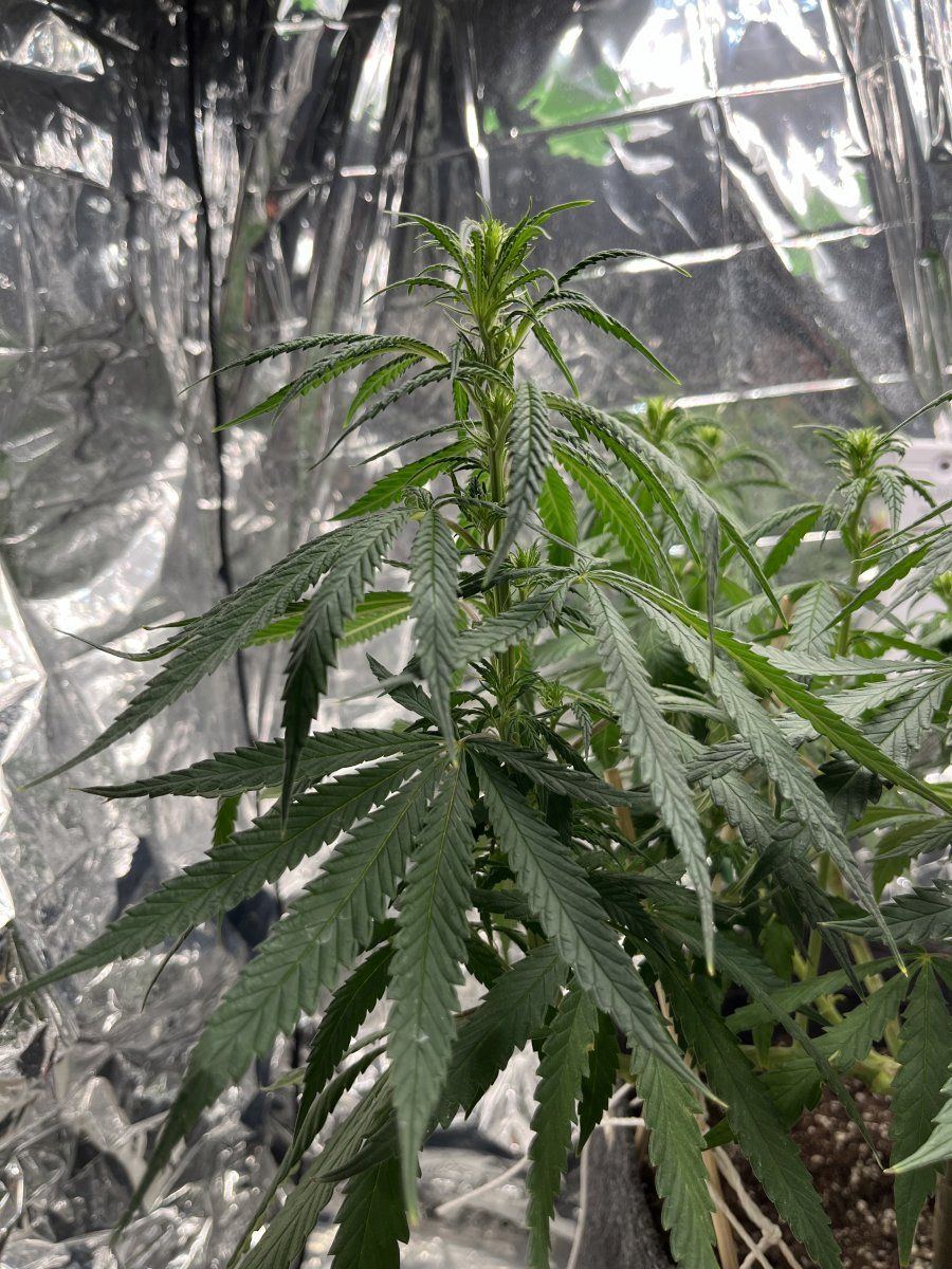 Would love a more experienced eye to check out the progress of this plant 3