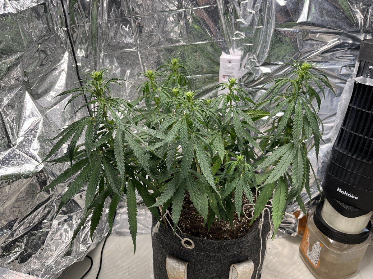 Would love a more experienced eye to check out the progress of this plant