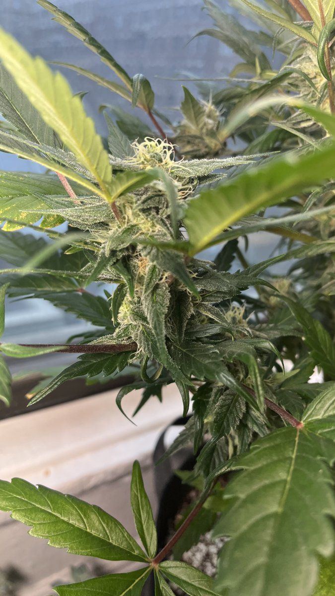 Would love some advice ready to harvest 5
