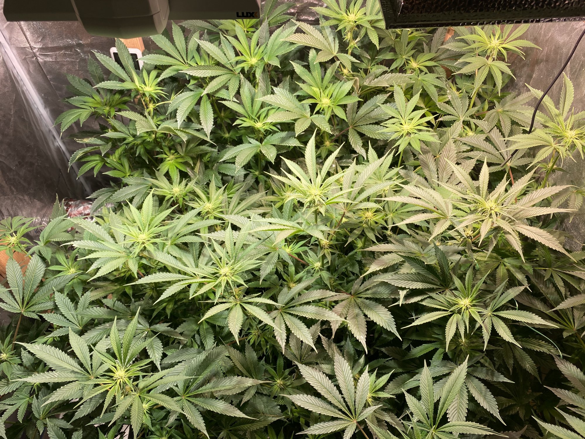 Would you defoliate these girls 2