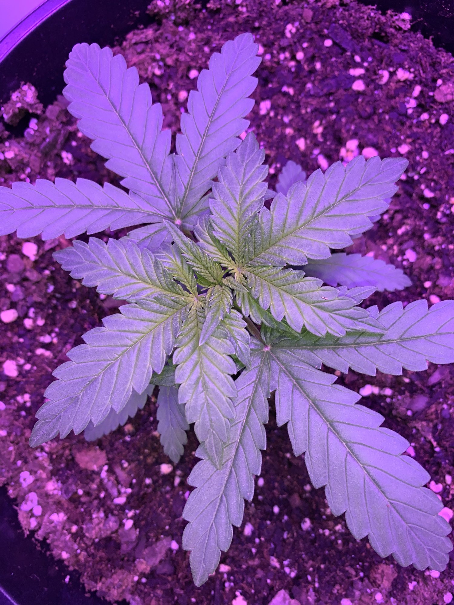 www.thcfarmer.com