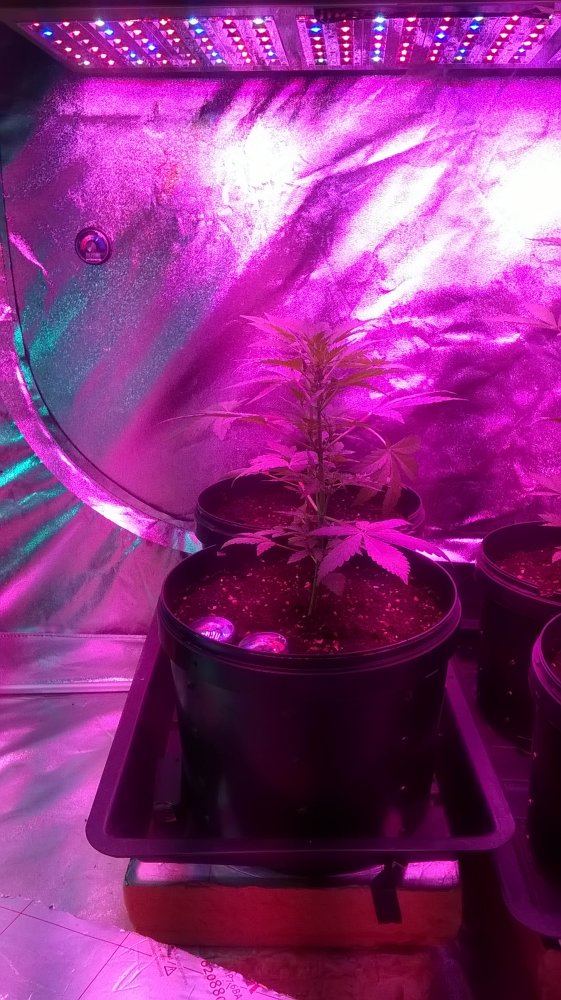 WP 20151216 19 41 03 Pro