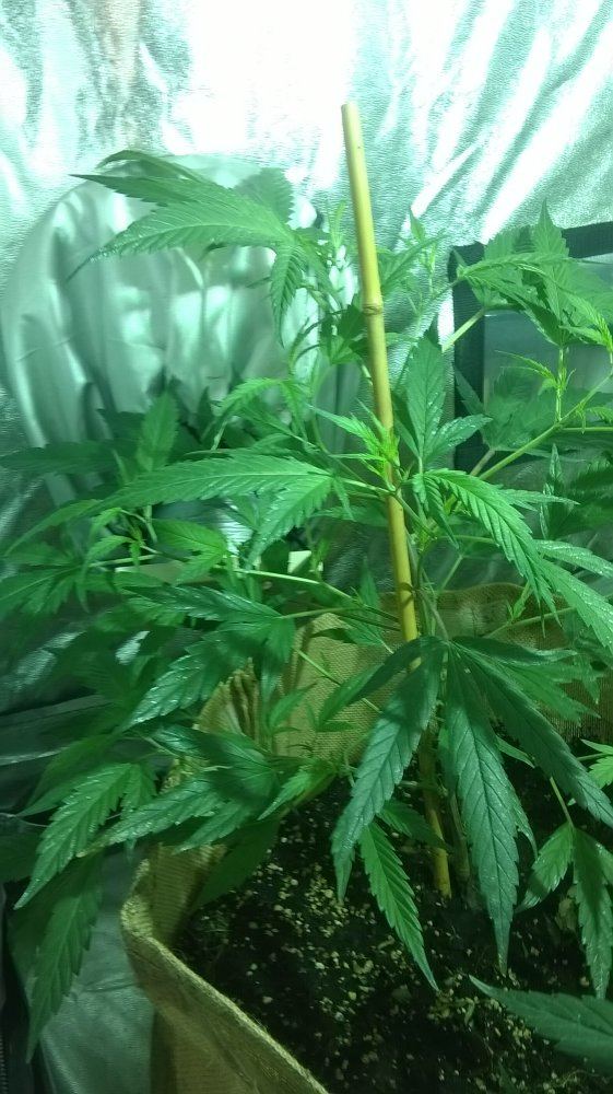 WP 20160323 20 50 52 Pro