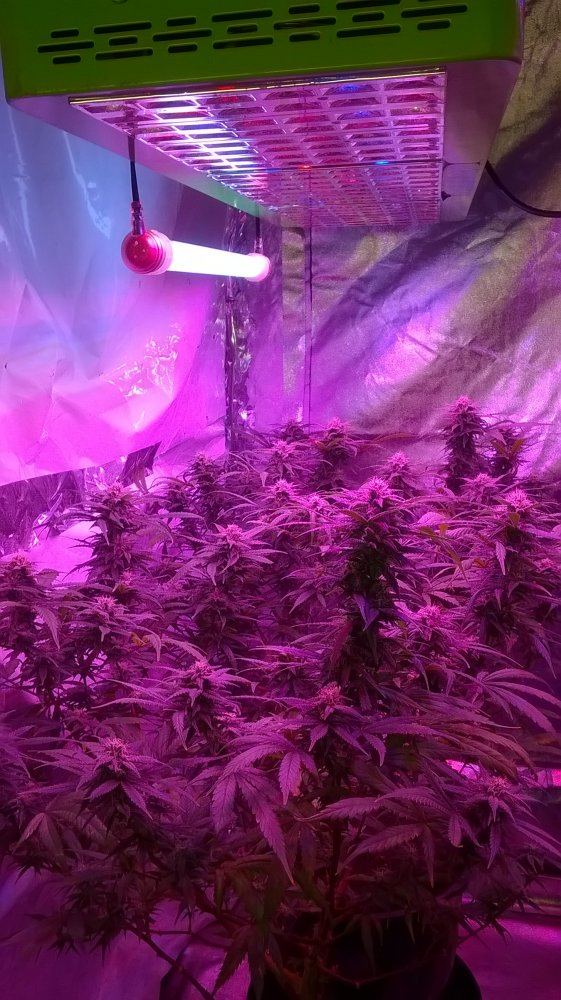 WP 20160323 21 12 49 Pro