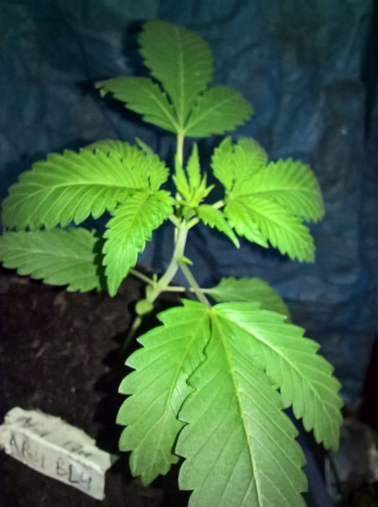 WP 20160721 16 54 56 Pro LI
