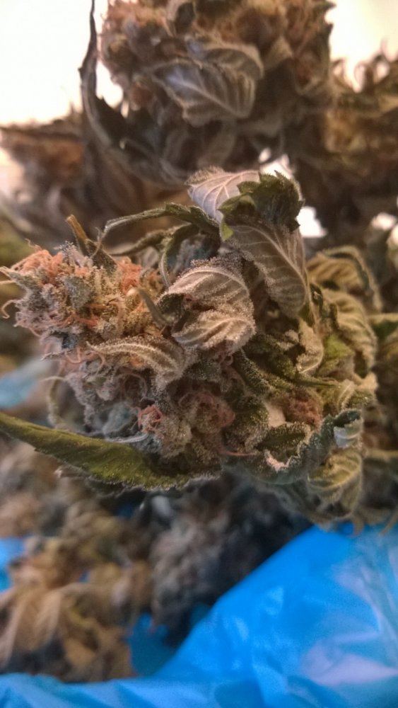 WP 20180223 005