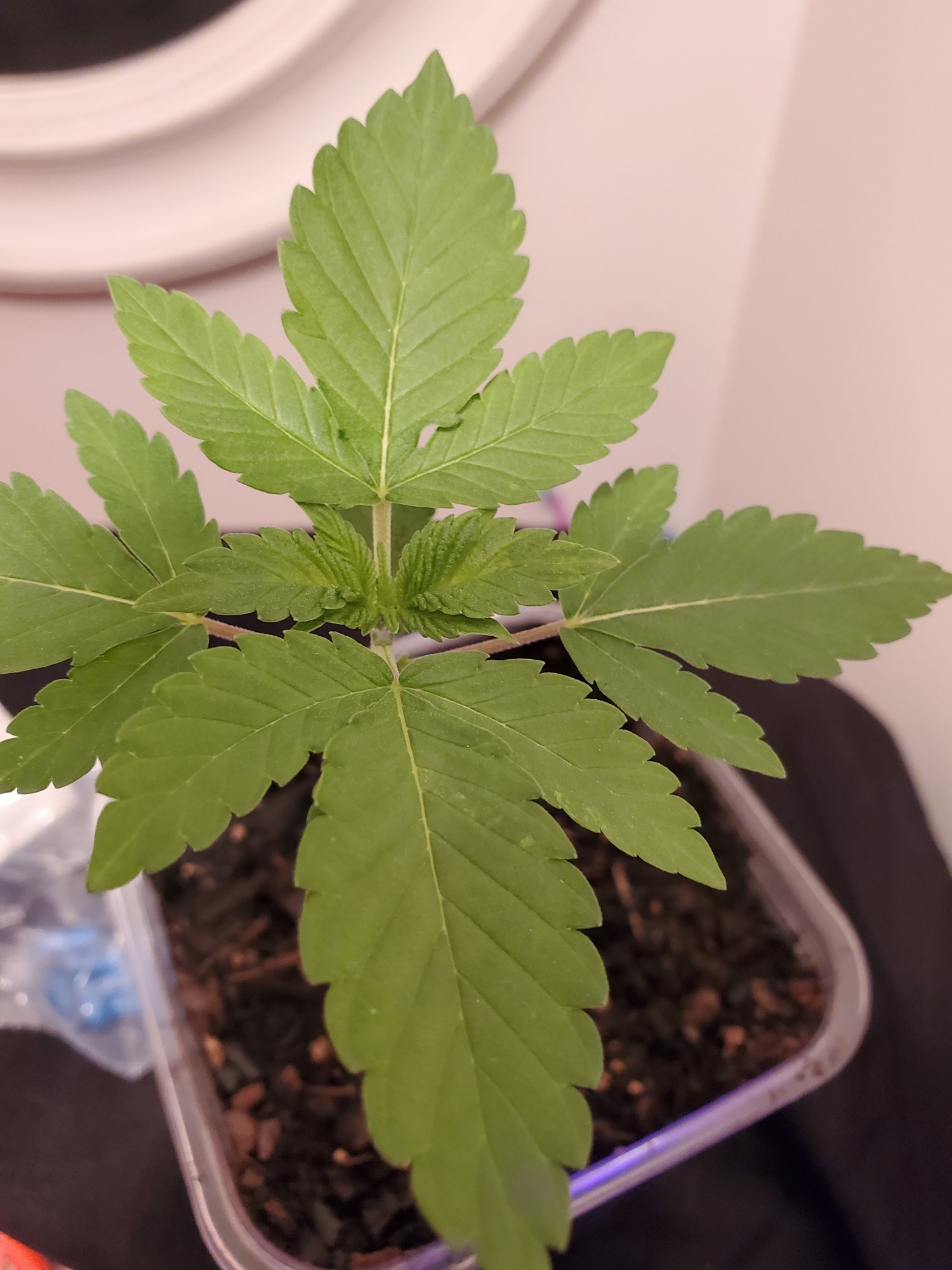 Wrinkled leaves   looking for advice 2