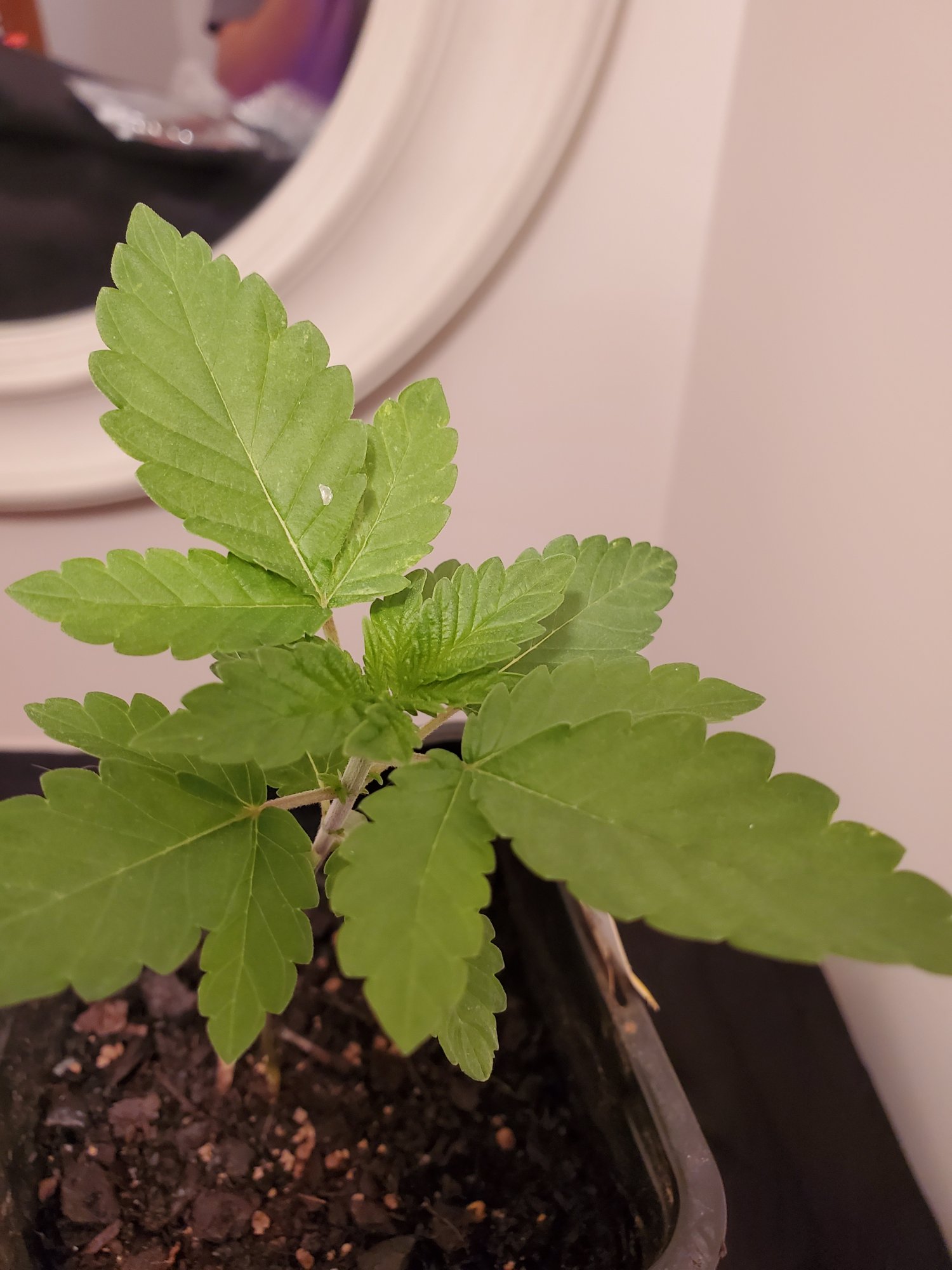 Wrinkled leaves   looking for advice 3