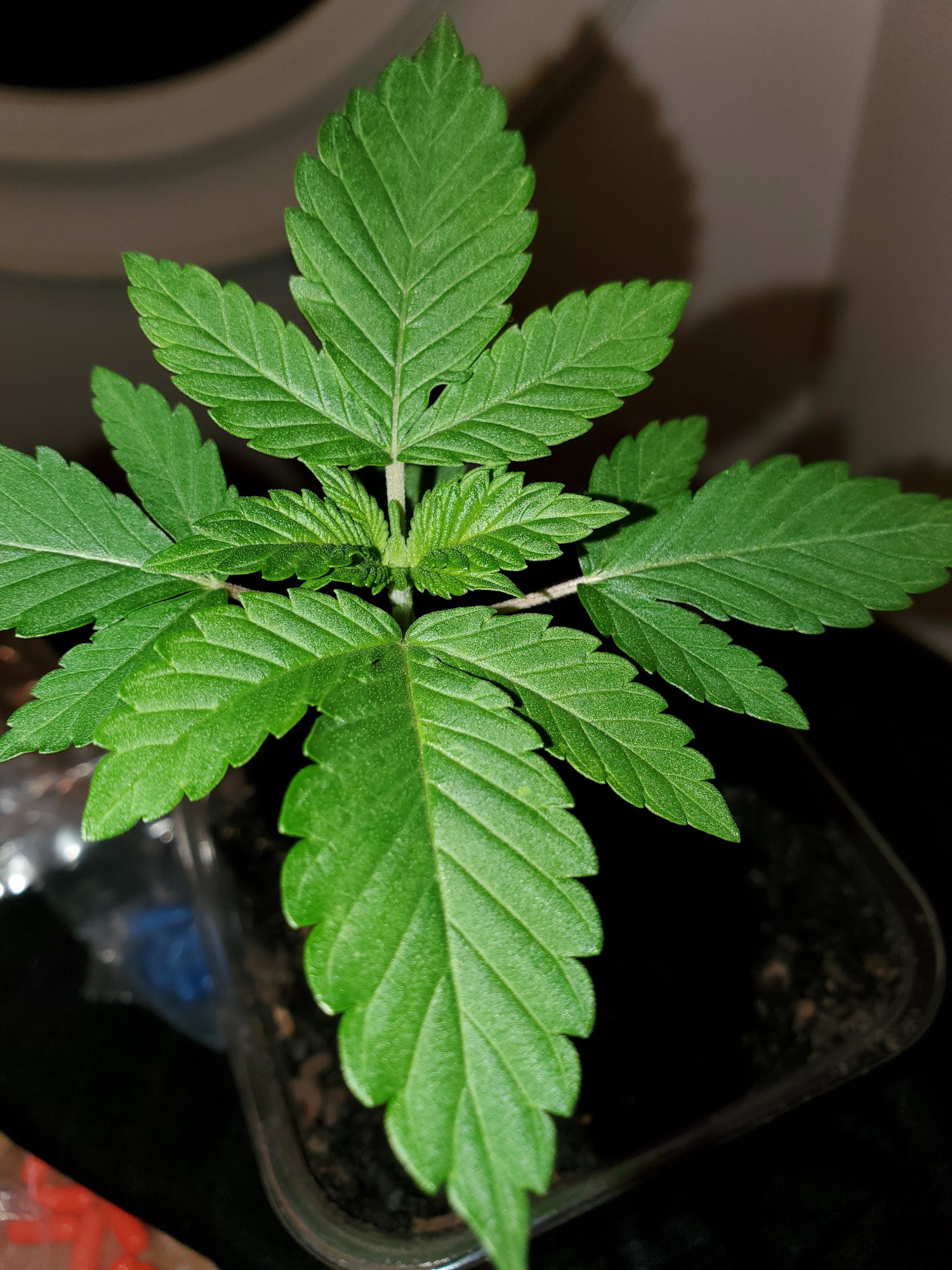 Wrinkled leaves   looking for advice