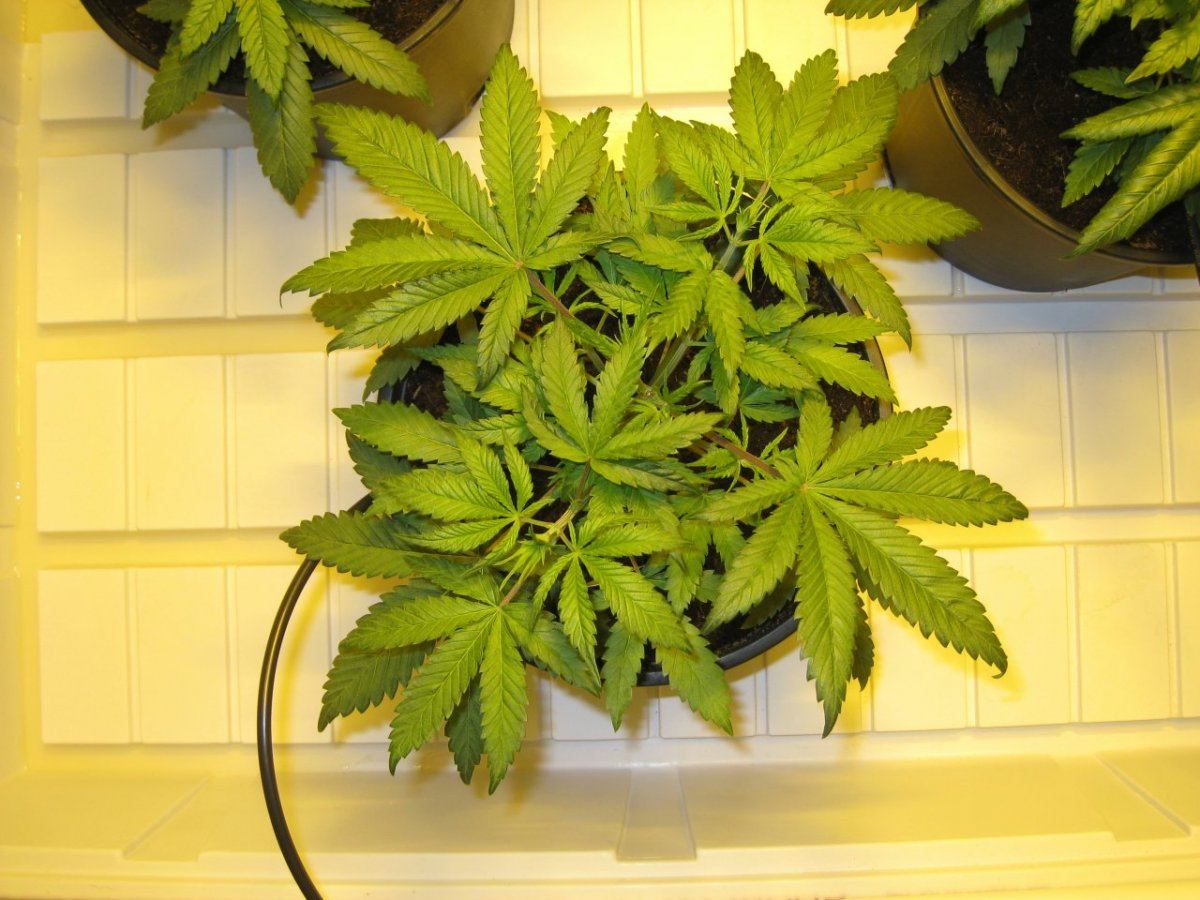 WS 4 Weeks1