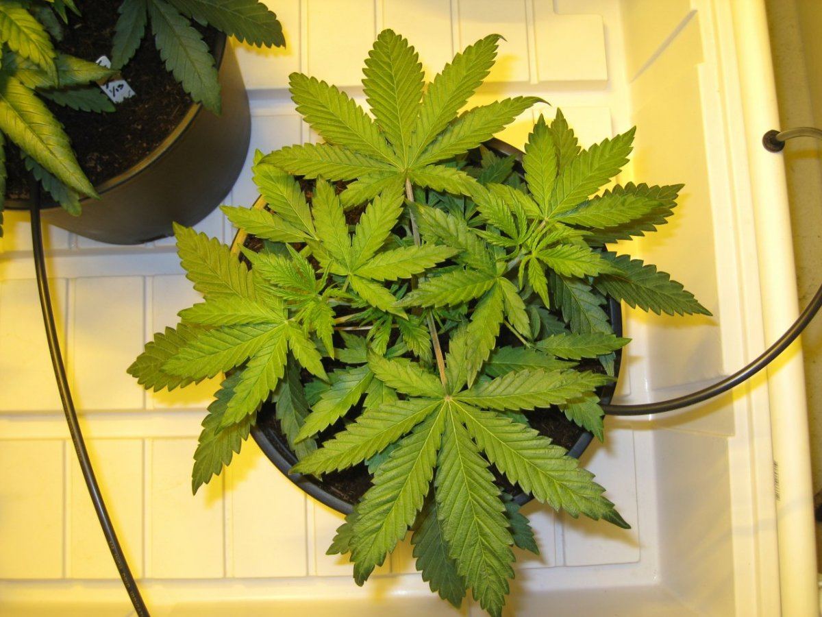 WS 4 Weeks3