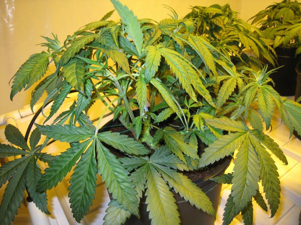 WS 5 Weeks1