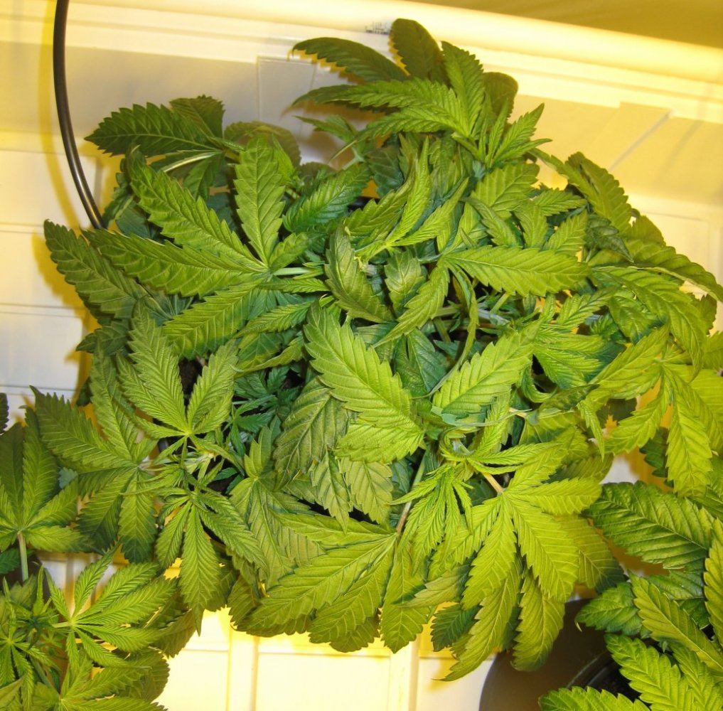 WS 5 Weeks4