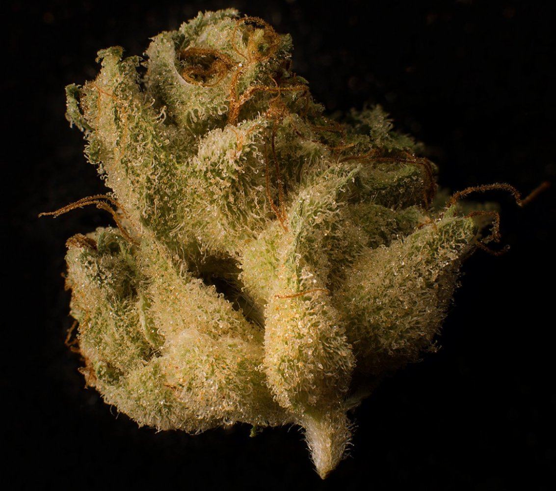 Ws