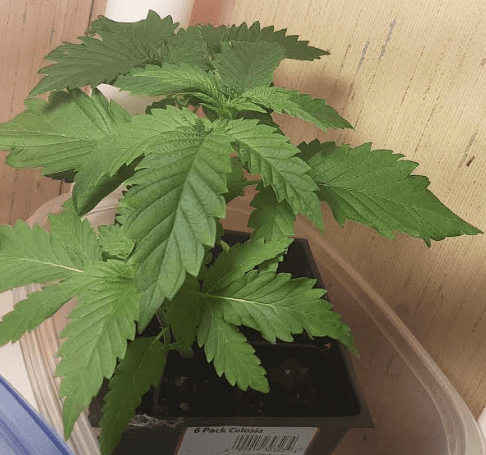 Ws4urmhhypercherrysoil102719
