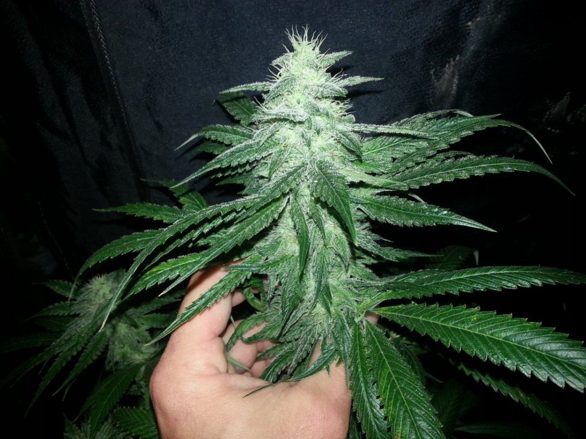 Ws9