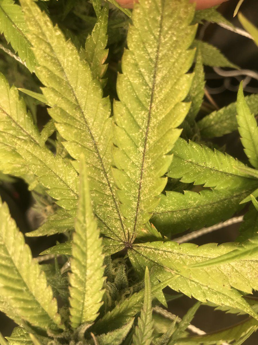 Wtf is going on here white spotty leaves 3