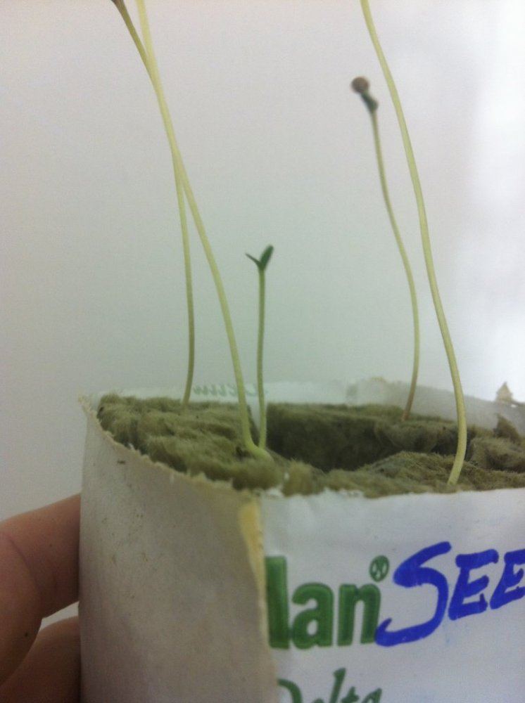 Wtftwo sprouts from one seed