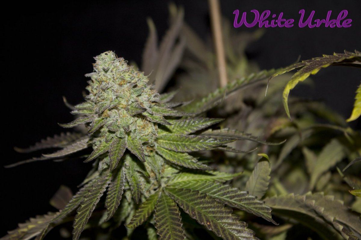 WU04