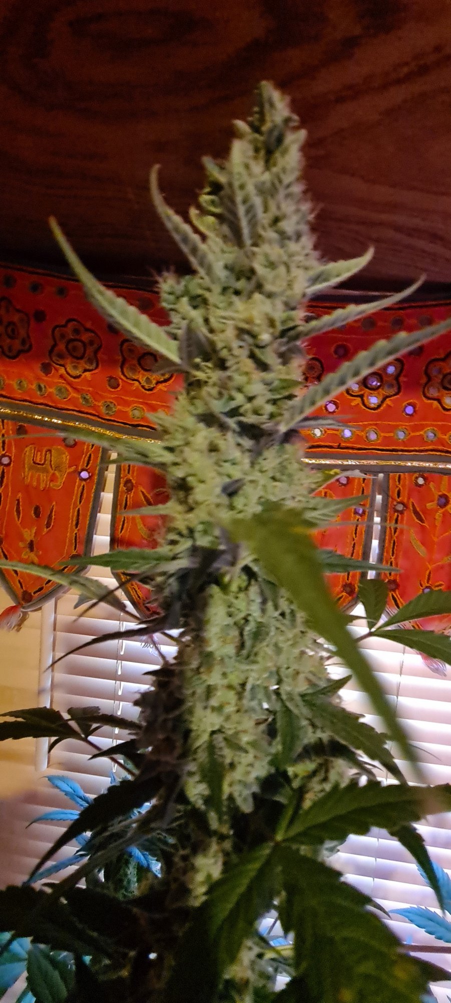 Ww autoflower day 66 how does she look 3