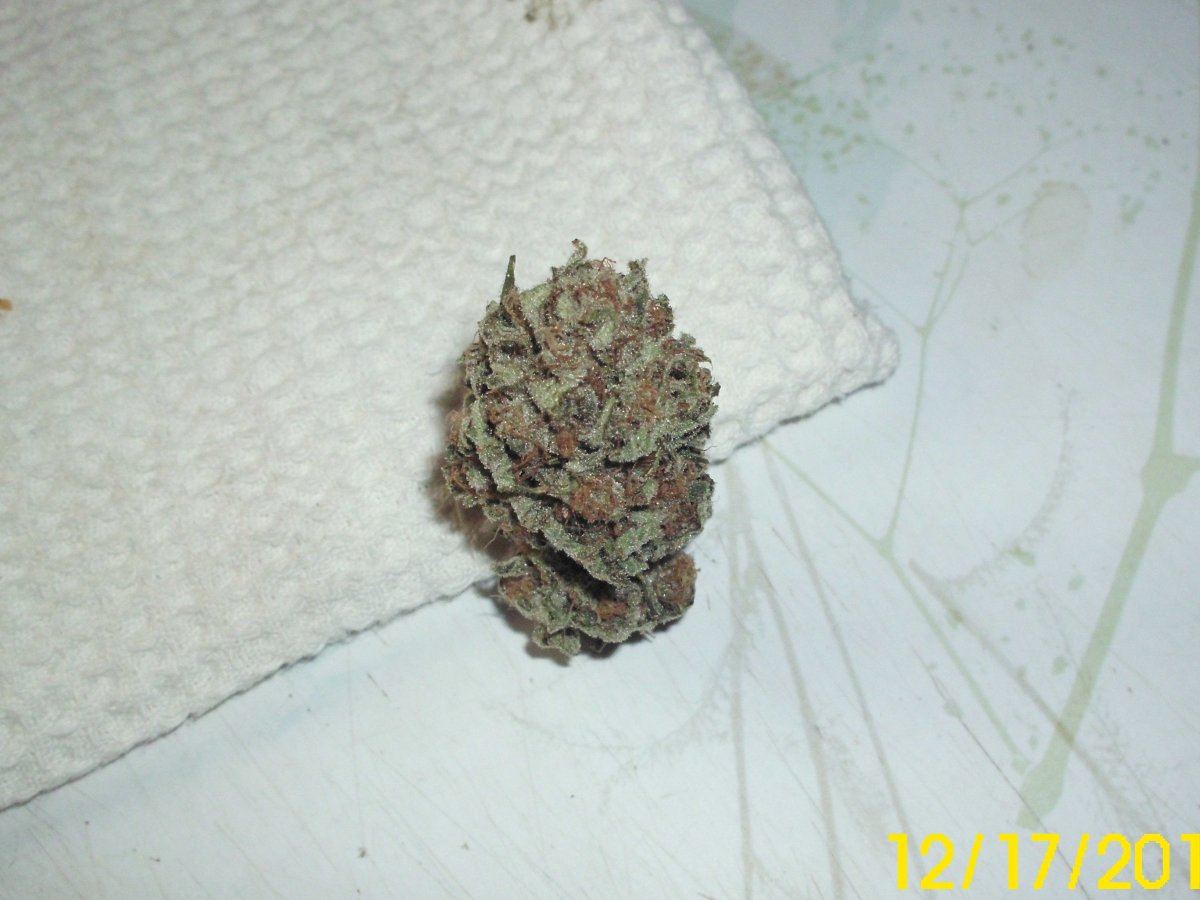 WWBud2