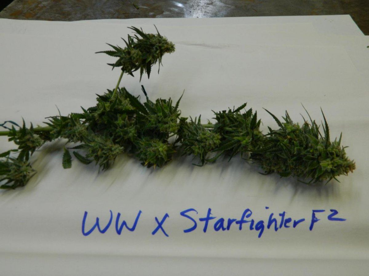 WW STAR F2