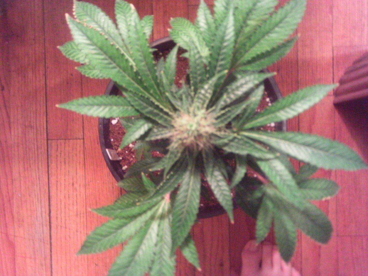 WW6weeks