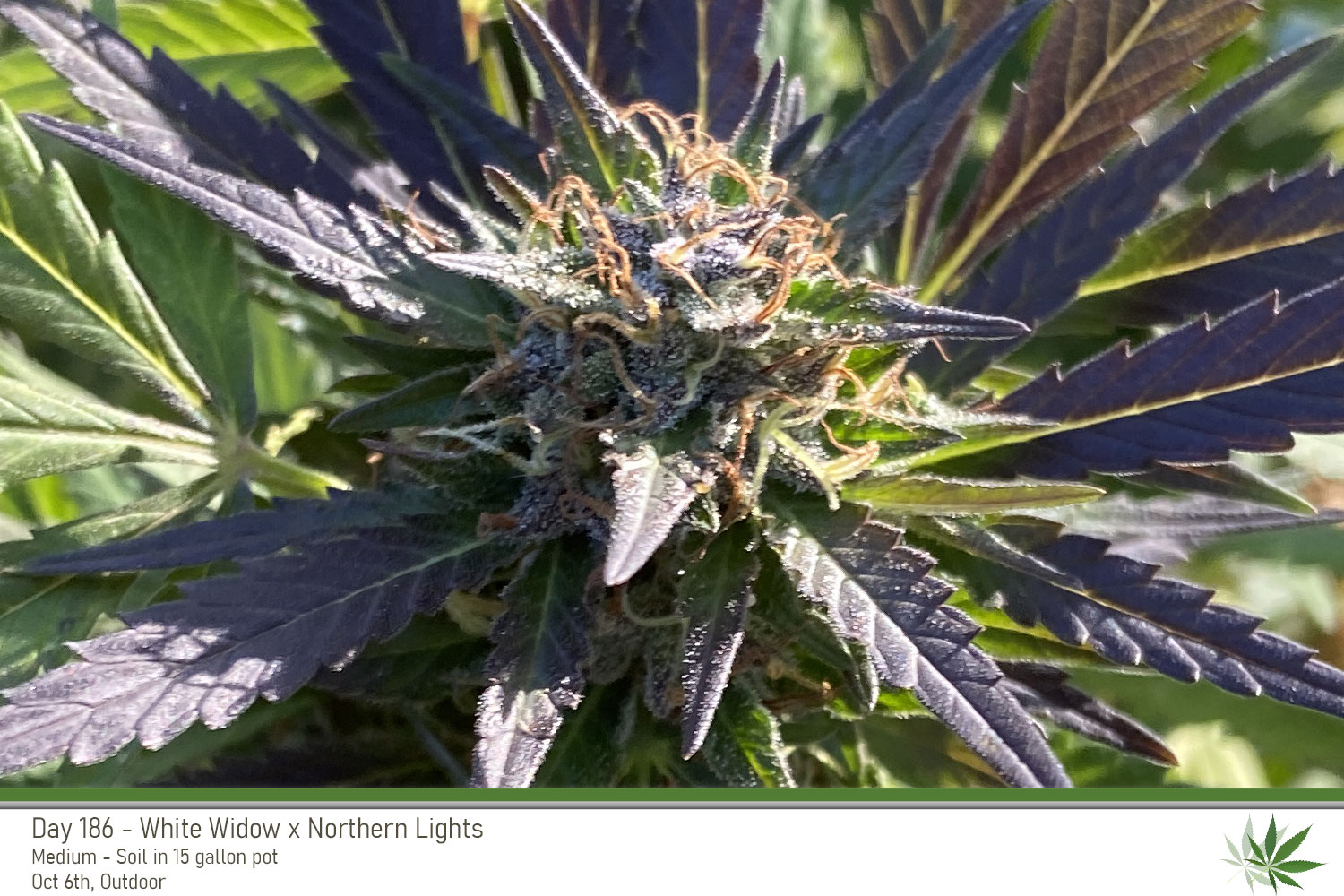 WW 186Days Bud